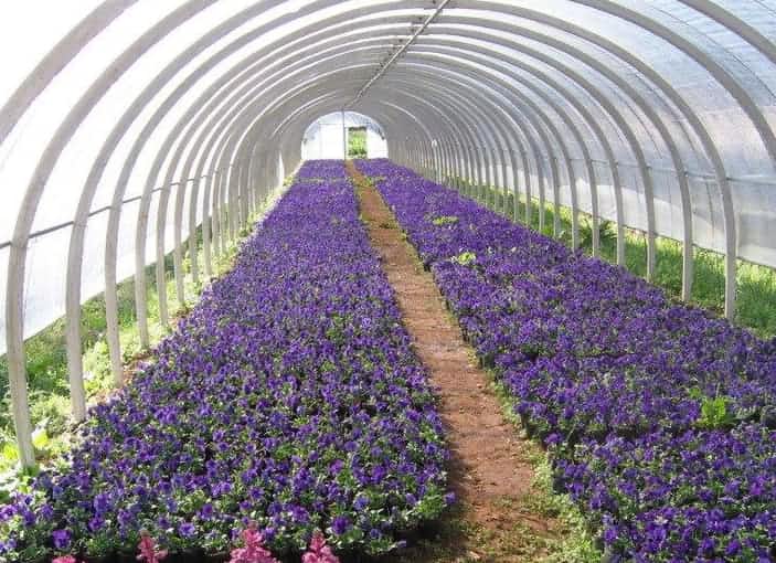 空氣源熱泵供暖效果驚人，花卉溫室節(jié)能30-40% 