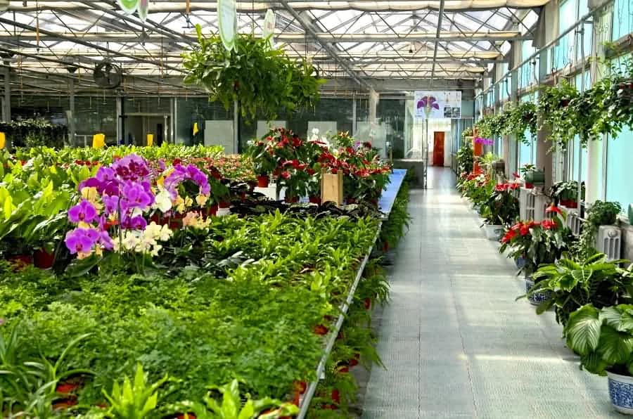 花卉大棚采用空氣能熱泵，實現一機多用，冬暖夏涼！ 