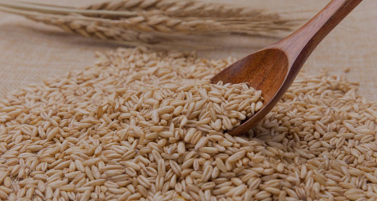 糧食熱風烘干解決方案 