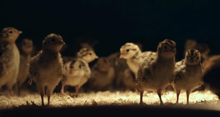 養雞基地恒溫解決方案 