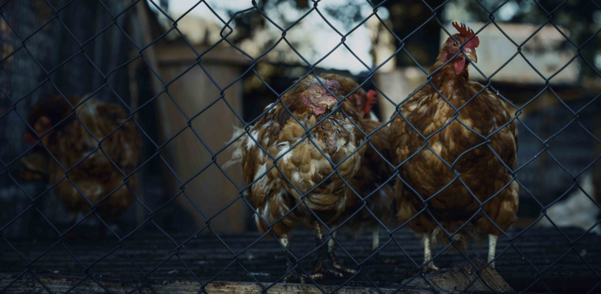 養雞基地恒溫解決方案