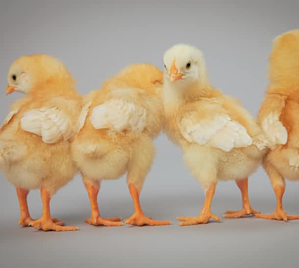 養雞基地恒溫解決方案